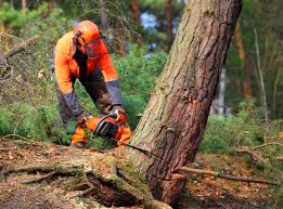 Best Commercial Tree Services  in Englewood, CO