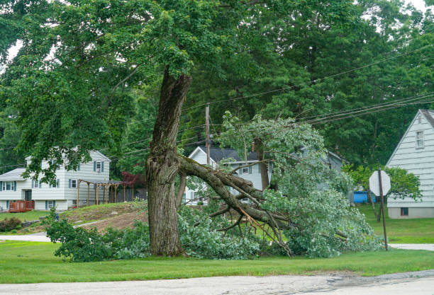 Best Stump Grinding and Removal  in Englewood, CO