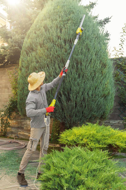 Best Fruit Tree Pruning  in Englewood, CO